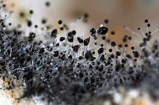 Mold_SMQS_dep_photo-1.jpg